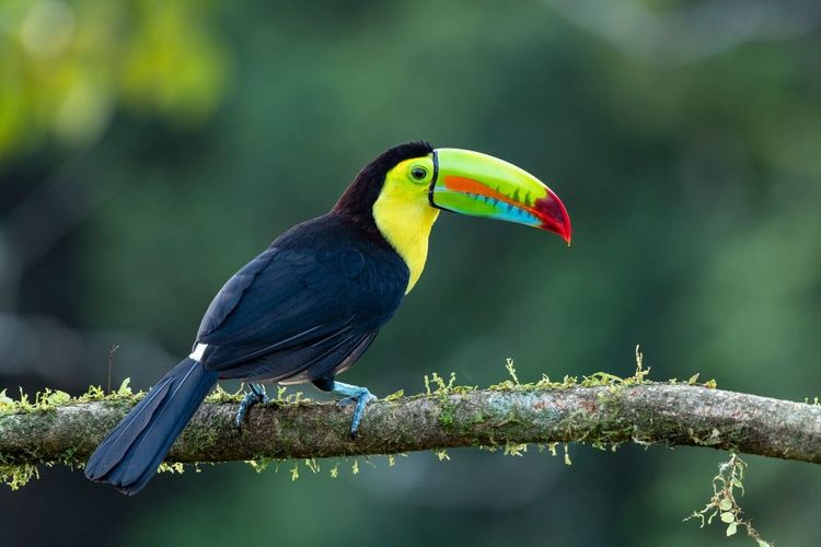 Un toucan, espèce indigène du Costa Rica