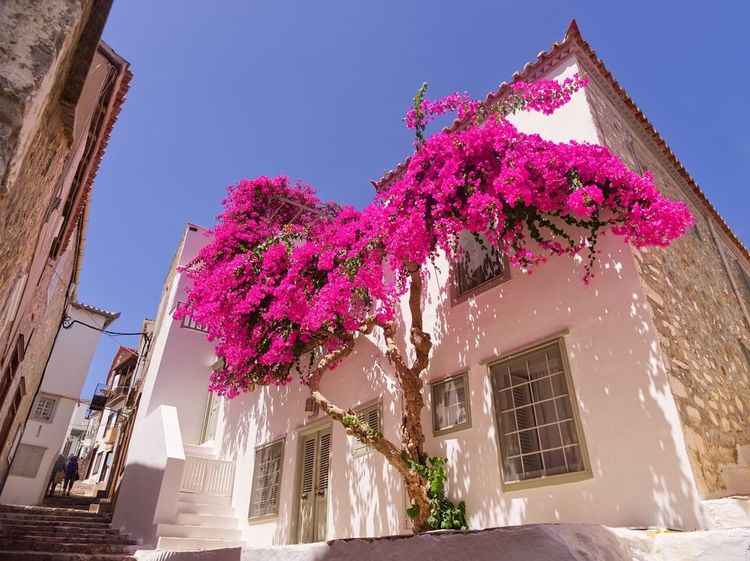 Bougainvillier dans les ruelles d'Hydra