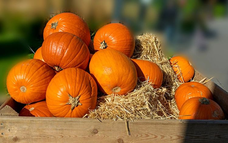Les citrouilles sont partout à Halloween