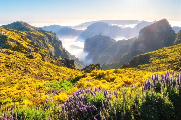 Végétation de bruyère sur les pentes des picos