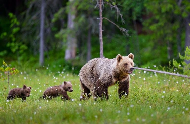Quelques ours bruns vivent au sud du mont Vitocha