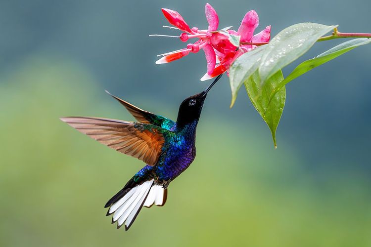 Le colibri butine à toute vitesse