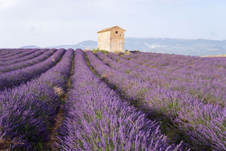 Champs de lavande, Provence, France