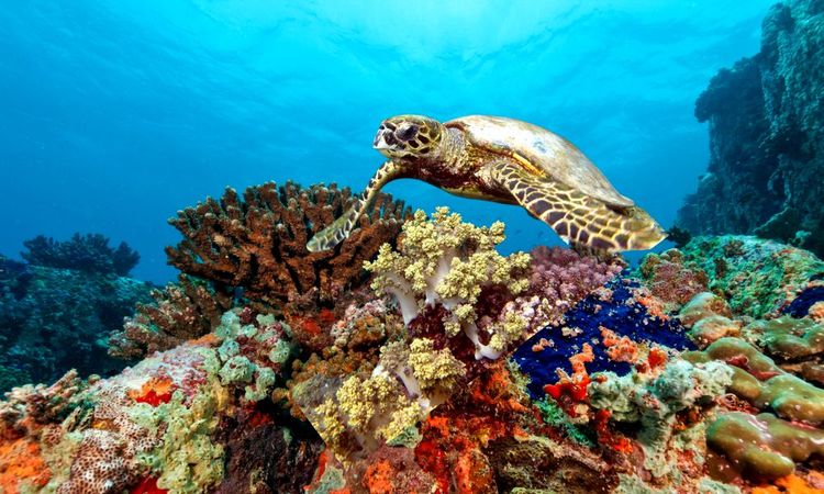 Tortue verte dans le récif coralien costaricien