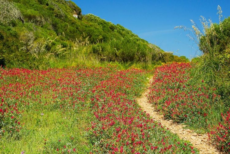 Sentier fleuri dans le parc