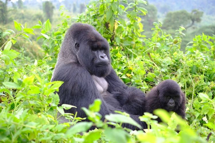 Un gorille dans son habitat naturel, au Rwanda