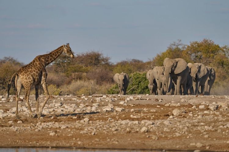 Parc National d'Etosha (Namibie)
