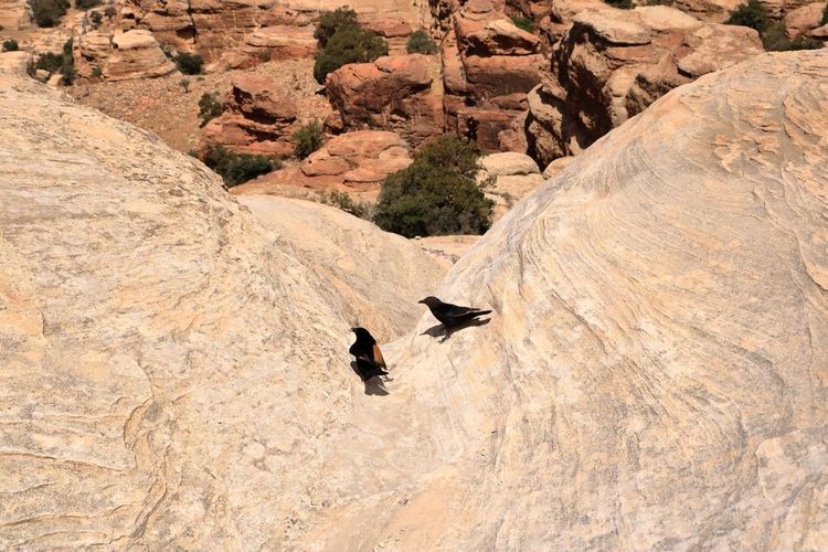 Étourneaux de Tristram dans la réserve de biosphère de Dana en Jordanie :