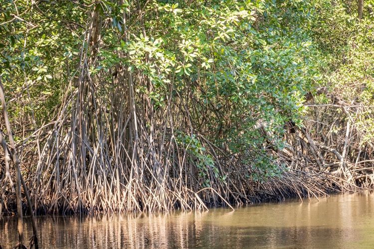 La mangrove, au Nicaragua.