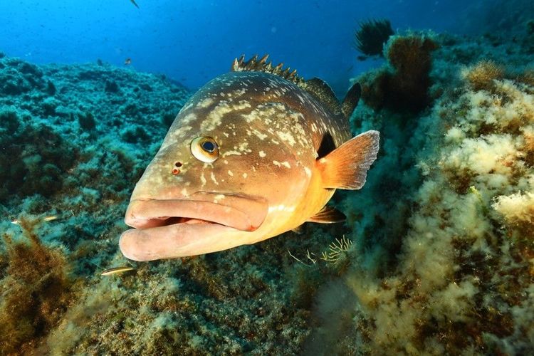 Le mérou brun habite sur les côtes chypriotes