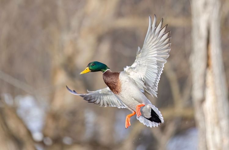 Canard colvert dans le jardin