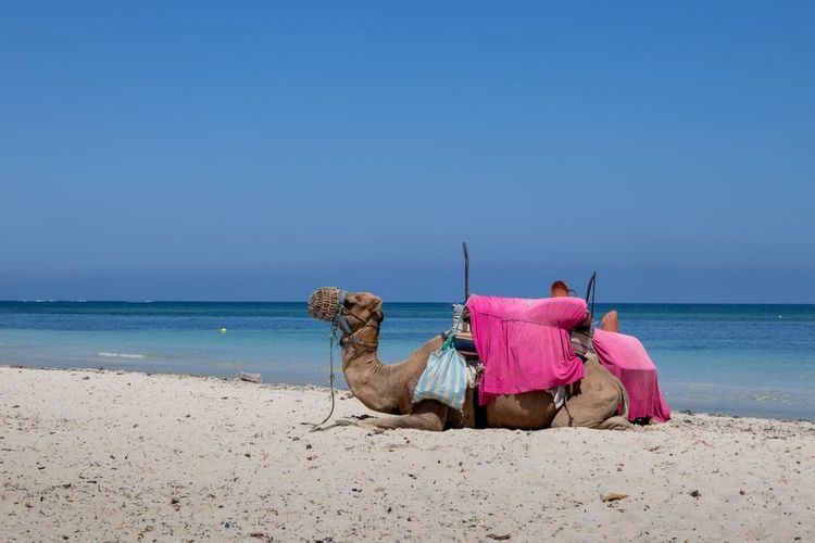 un chameau, couché sur une plage de Djerba.