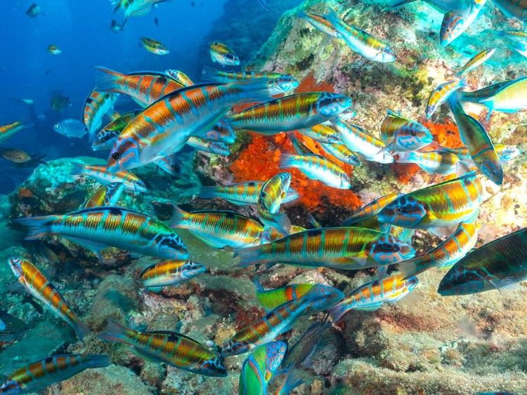 Banc de girelles paon (Thalassoma pavo)