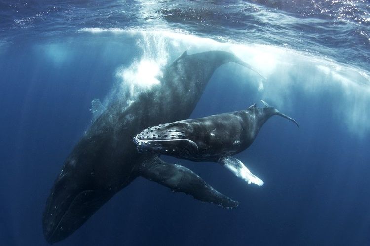 Baleine à bosses et son baleineau