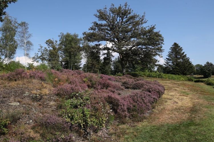 plateau des 1000 étangs
