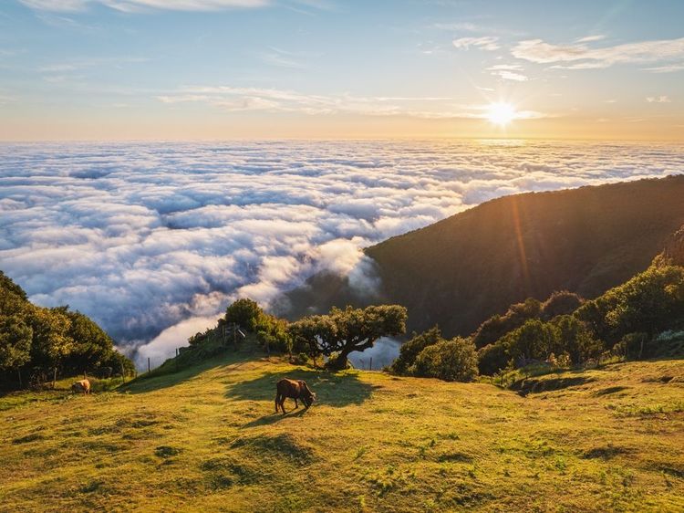 Coucher de soleil en haut de la montagne Fanal, à l'orée de la forêt