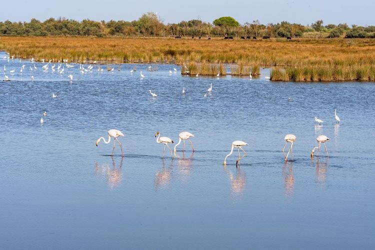 Les flamands rose d'Aigues-Mortes