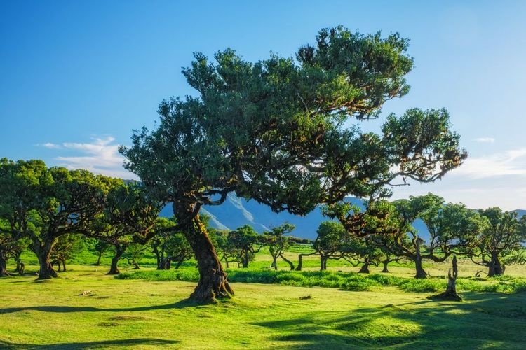 La forêt se situe entre les chaînes de montagnes de Seixal et de Ribeira da Janela