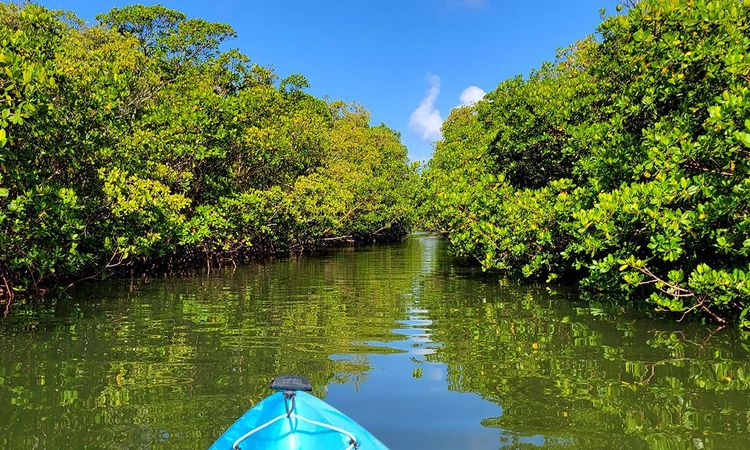 Excursion dans la mangrove