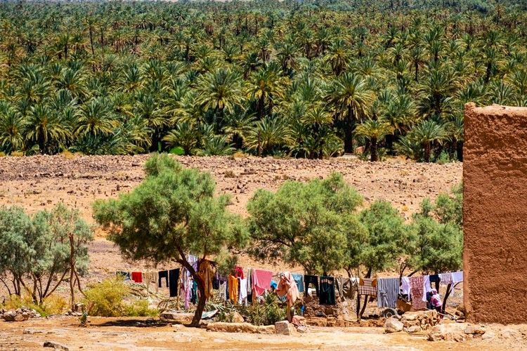 Le ksar de Tamegroute et son oasis