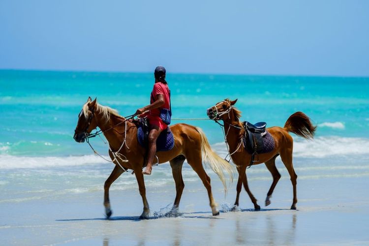 Homme à cheval sur la plage à Djerba, Tunisie.