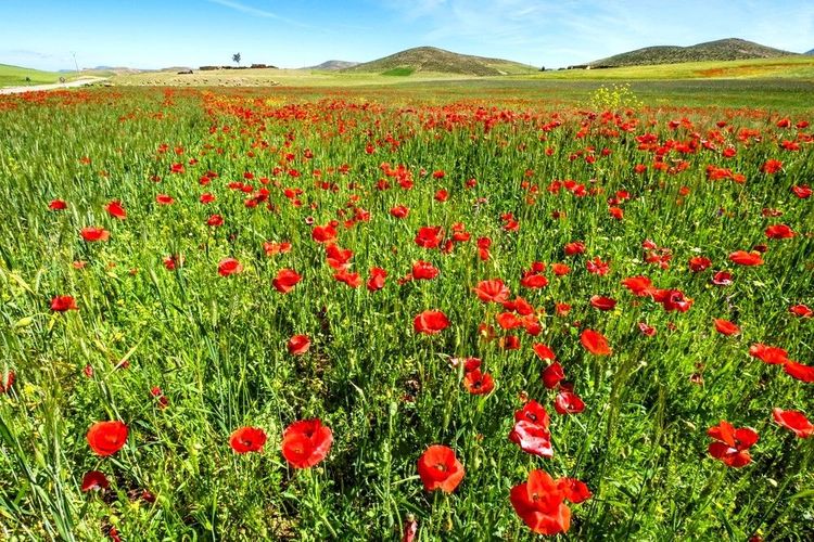 Champ de pavot entre Azrou et Ifrane