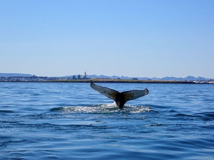 Baleine émergeant dans le port