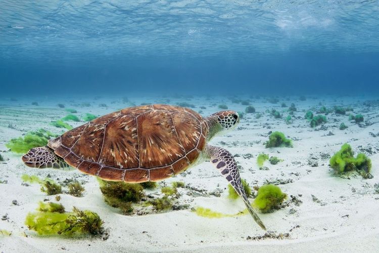 tortue caouanne