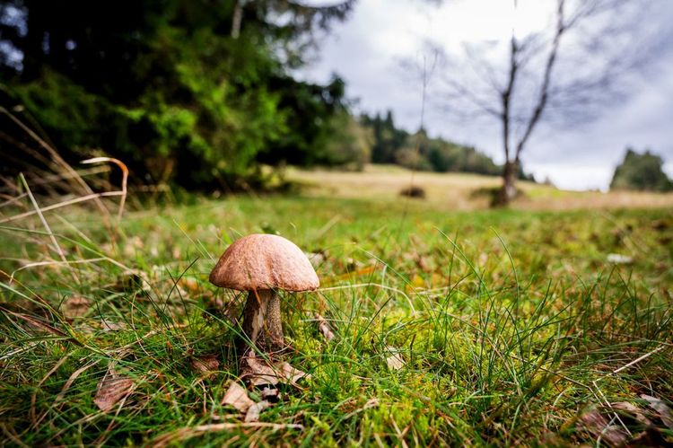 Un champignon en forêt