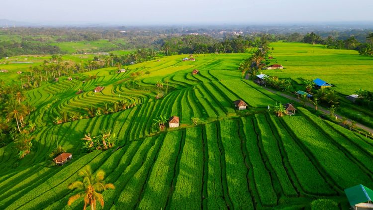 Vue aérienne des rizières en terrasse de Bali.