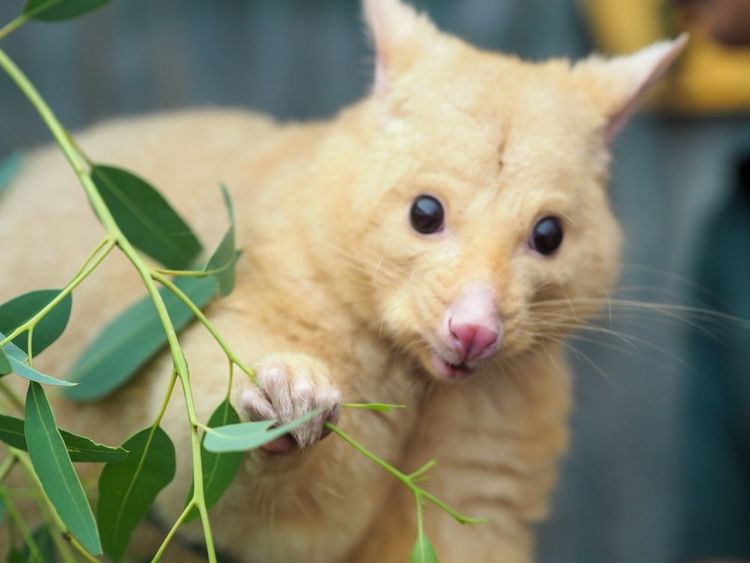 Le zoo héberge une troupe d'oppossum, animal trés courant en Nouvelle-Zélande