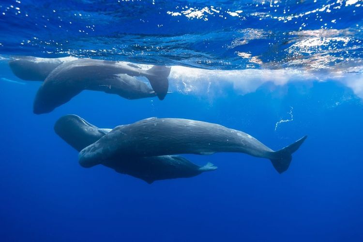 Groupe de Rorqual Commun