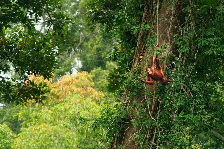 Orang-outan de Bornéo