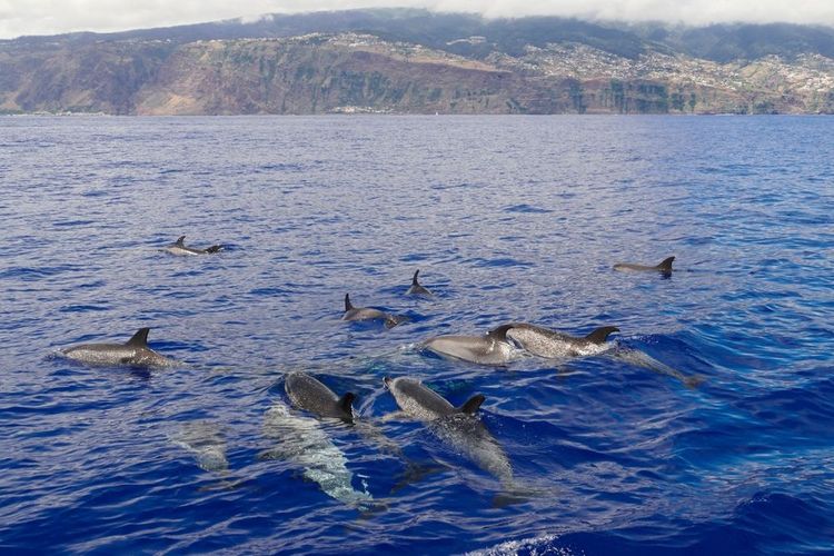 observation des dauphins autour de Madère