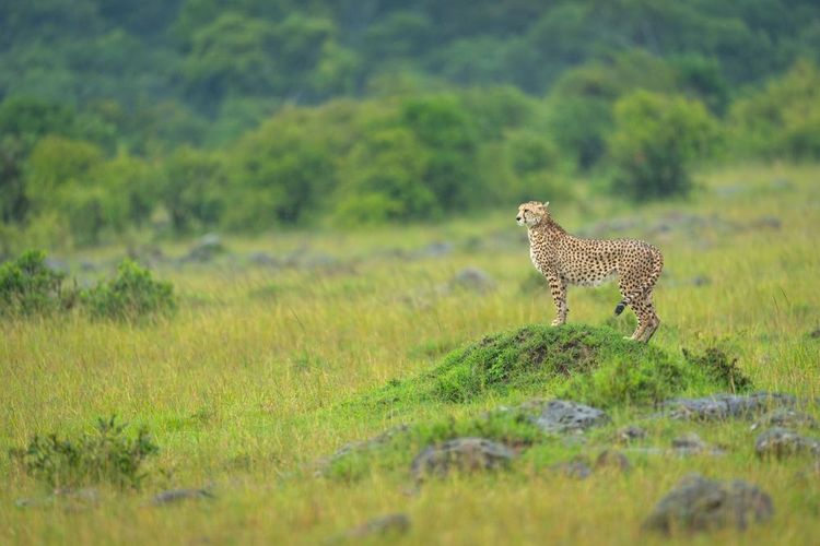 Espèce en danger, le guépard pourrait bien trouver son salut dans la réserve Kaza