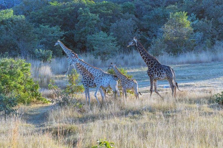 Famille de girafes dans le parc national Matobo au Zimbabwe