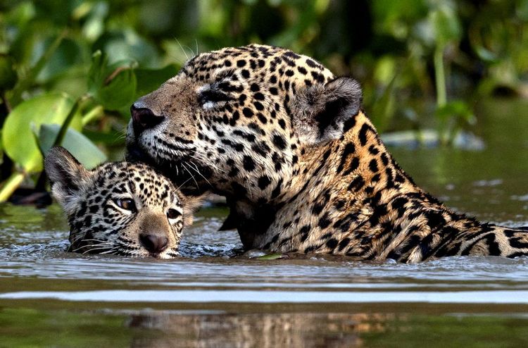 C'est l'heure du bain pour le petit jaguar dans le Rio Frio