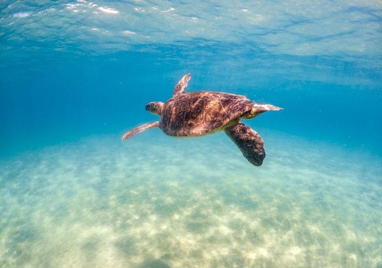 La tortue de mer de méditerranée, visible dans la Baie des Tortues