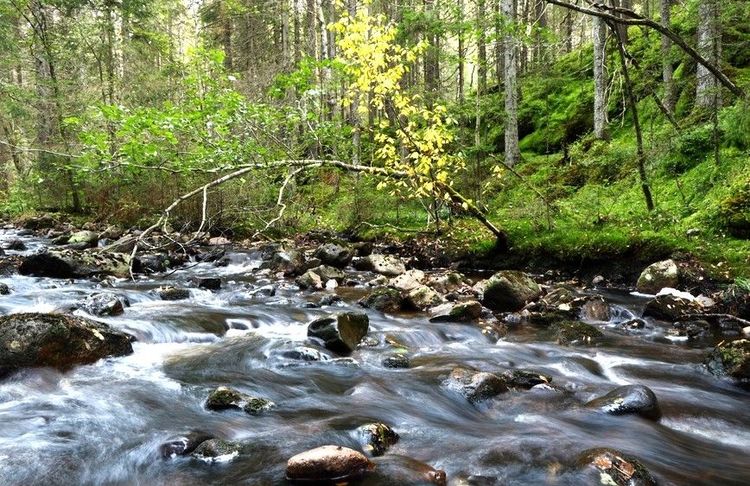 Ruisseau de montagne dans la forêt norvégienne d'Østmarka