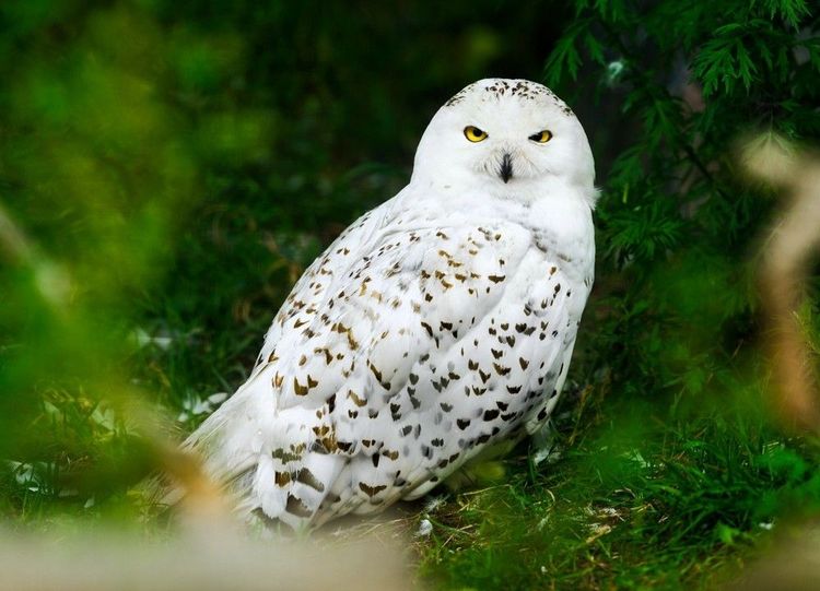 La chouette Harfang, rapace des steppes glacées