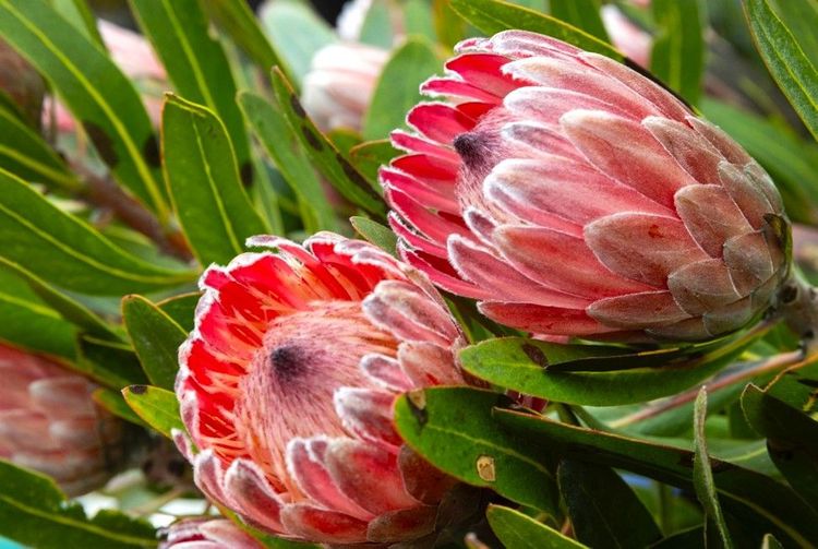 La protéa est la fleur emblématique de l'Afrique du Sud