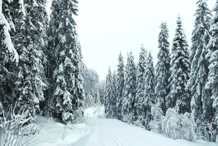 Les pins de Nordmarka sous la neige de l'hiver norvégien