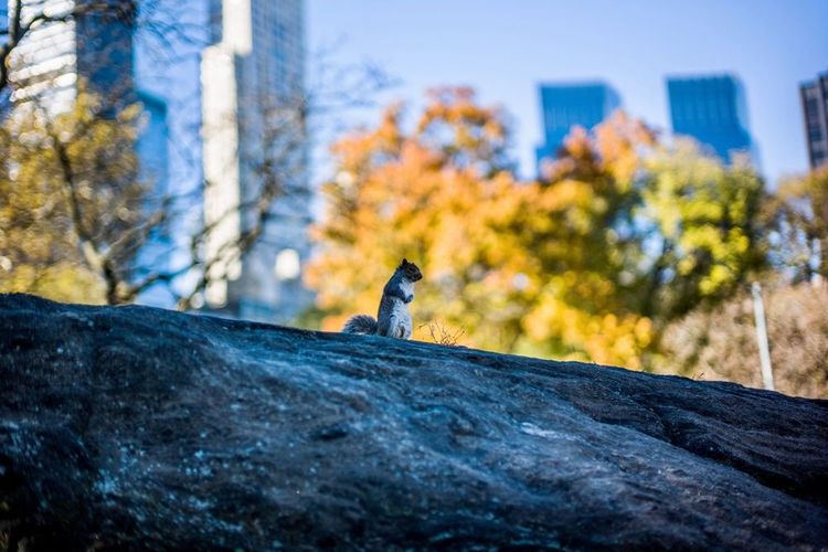 Un écureuil à Central Park