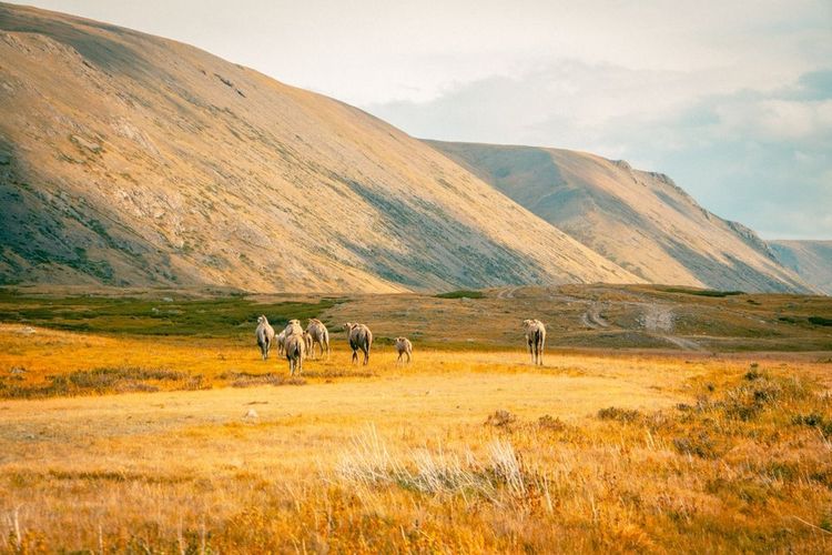 Le chameau de Bactriane (Camelus bactrianus) dans les steppes de Mongolie.