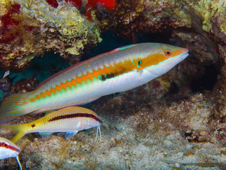 La girelle commune (Coris julis)