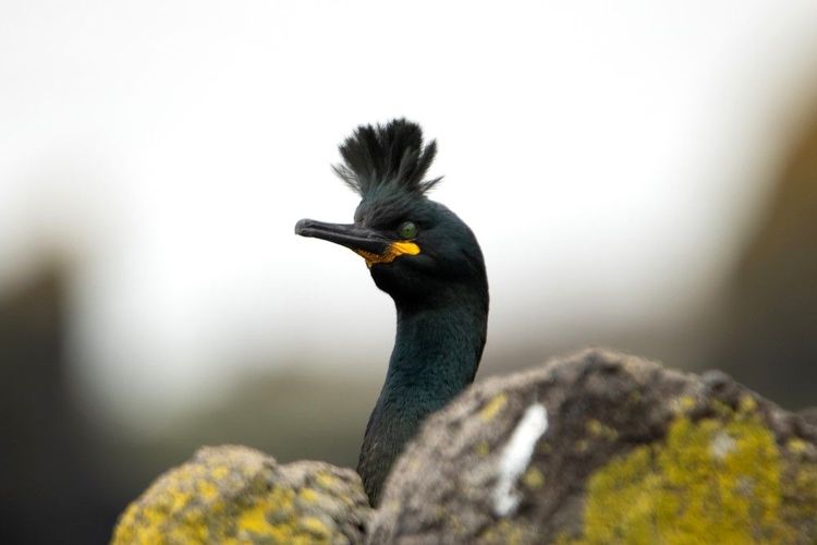 Le cormoran huppé est l'oiseau qu'on rencontre le plus, avec le goeland, au Cap Spartel