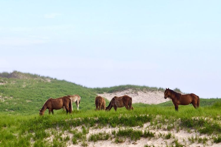 Les chevaux sauvages de l'île Sable Island