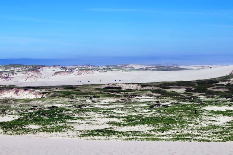 Chevaux sauvages et promeneurs sur la langue de sable