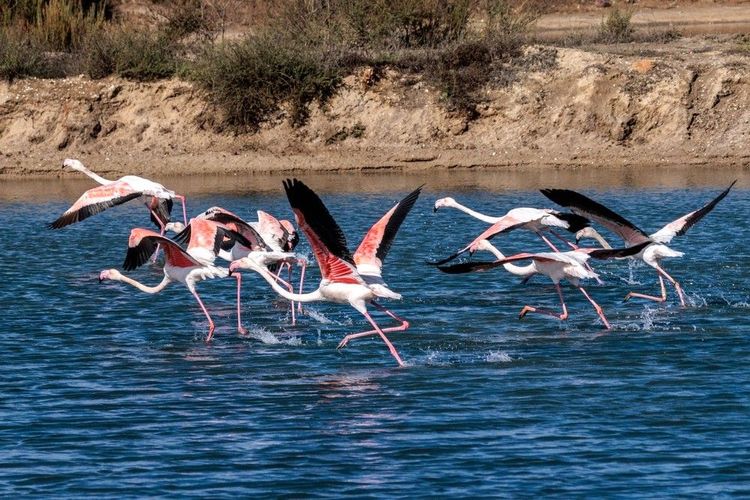 Les flamands roses sont ici chez eux