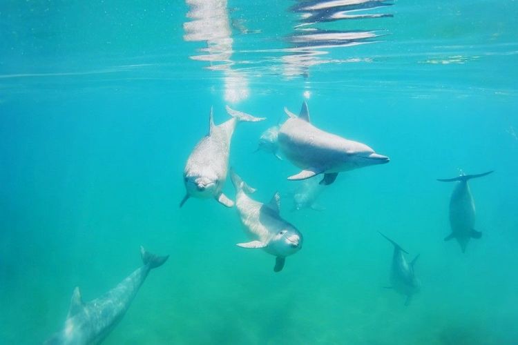 Voici qui vous pourriez rencontrer en plongeant une tête dans la Swan River, au cœur de Perth